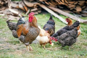 The Real Cost of Raising Backyard Chickens: A Practical Guide