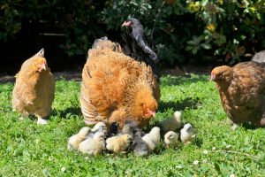 Letting Your Broody Hen Hatch and Raise Chicks: A Natural Approach