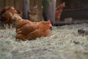 The Deep Litter Method: the Secret to an Low-Care Chicken Coop