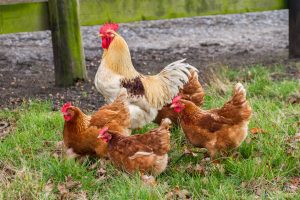 Do You Need a Rooster for Chickens to Lay Eggs?