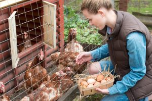 Getting Fresh Eggs from Your Backyard Hens: A Complete Guide