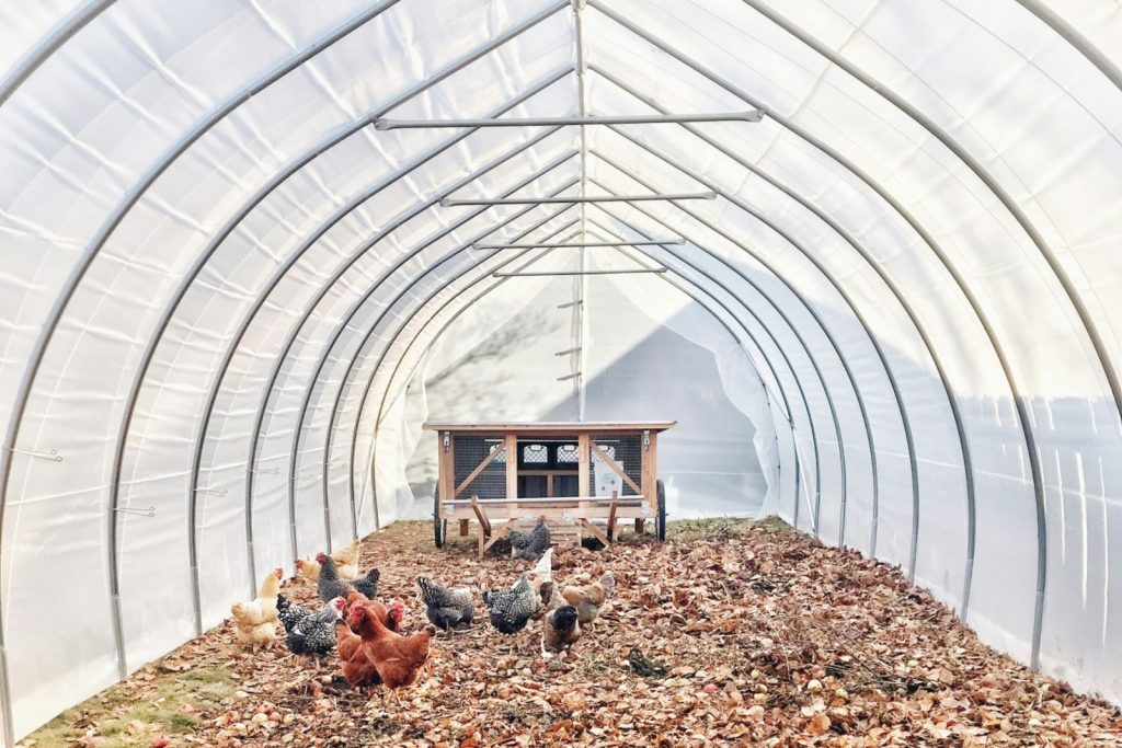 A greenhouse that's now housing a flock of chickens, with a small coop in the back and bedding on the floor