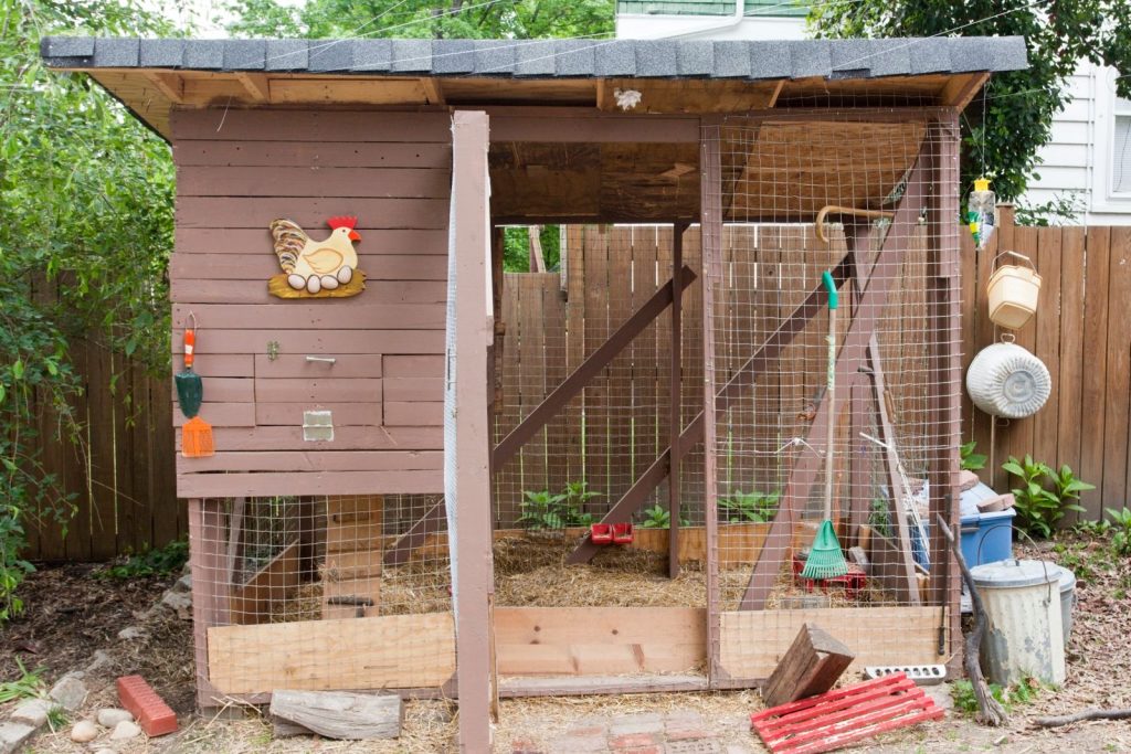 A DIY walk-in chicken coop with bedding on the floor and a small group of hens