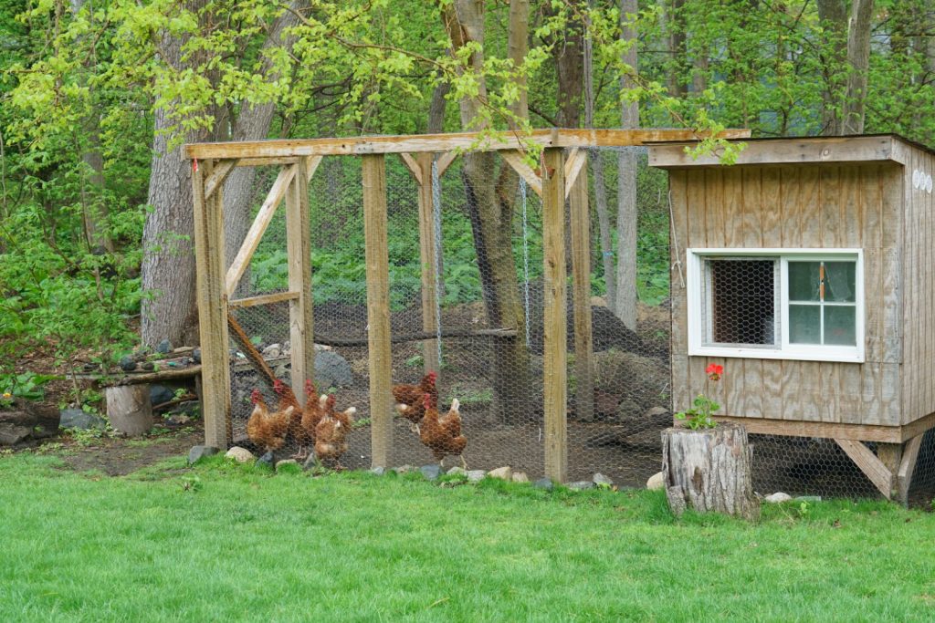 A small traditional backyard chicken coop with fixed chicken run