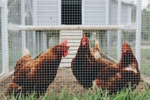 Different Types of Chicken Coops (with examples)