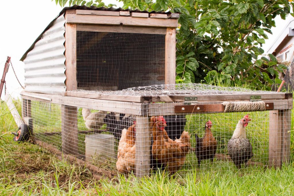 A light-weight chicken tractor-type coop with a small flock of chickens inside