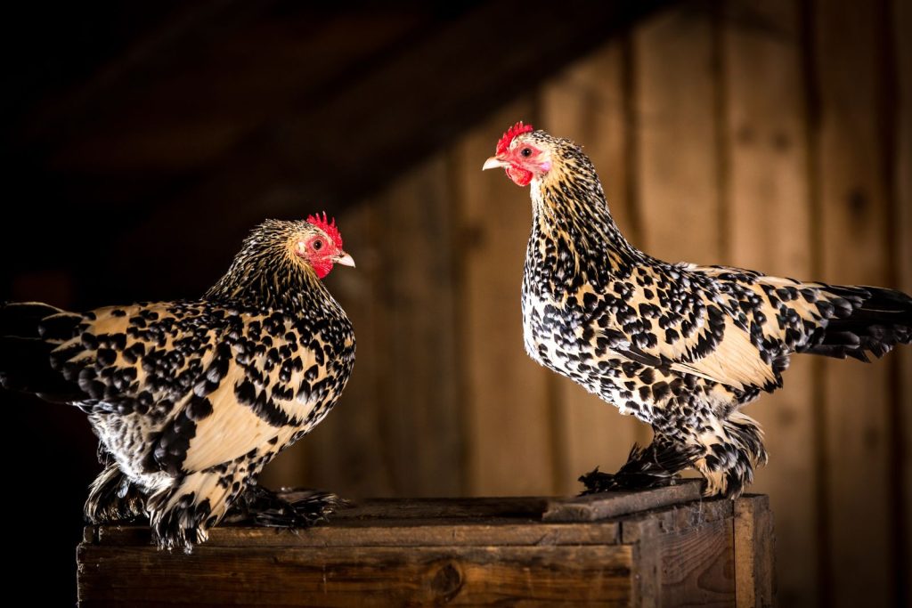 Two Cochin chickens roosting in a coop - illustrating the article about caring for chickens with feathered feet.