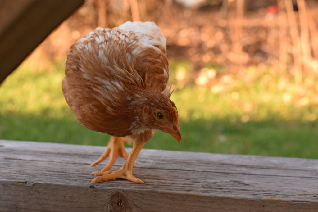 A pullet (young chicken) observing things from higher ground - to illustrate the article about introducing chicks to adult chickens