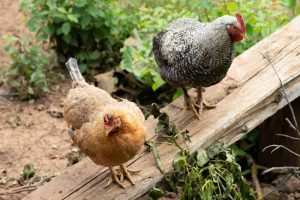 How to Safely Introduce New Chicks to Your Flock