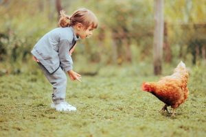 Most Child-Friendly Chicken Breeds