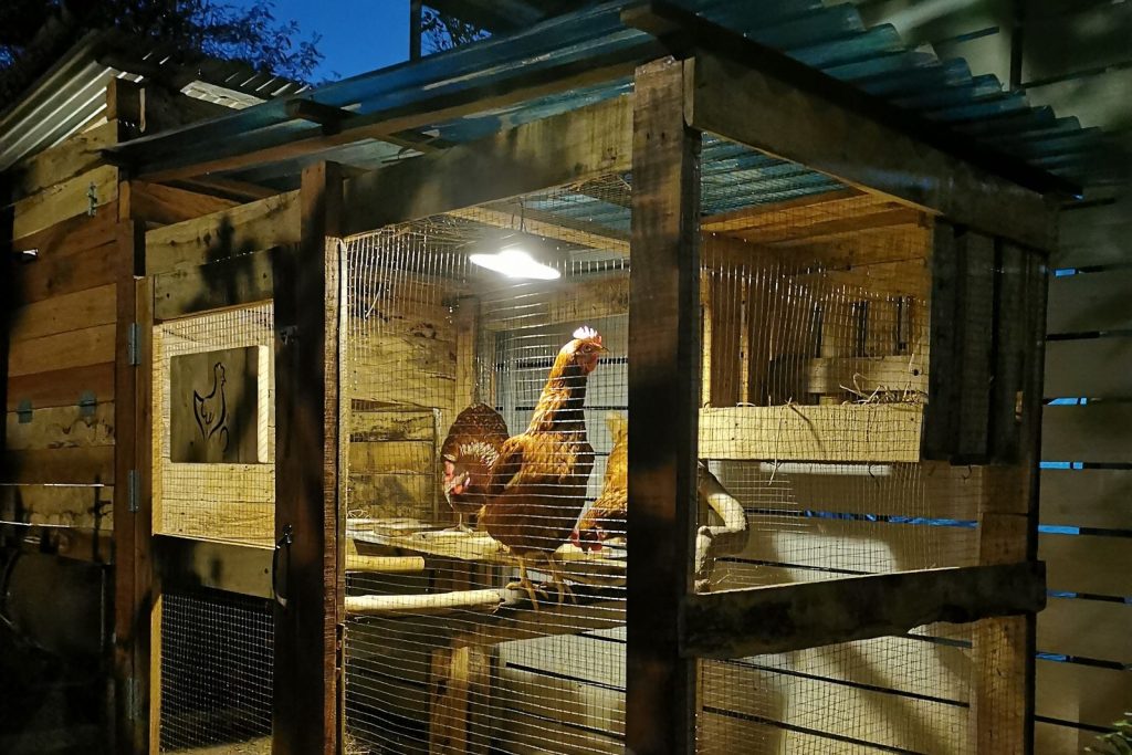 A DIY chicken coop with artificial lights; the hens are awake, even though it's dark outside.