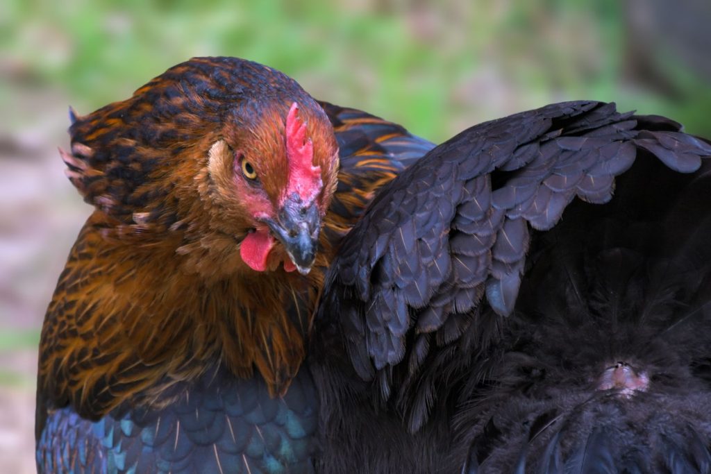 A stunning Black Star (sex link) hen