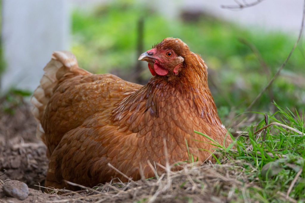A golden comet (sex link) hen