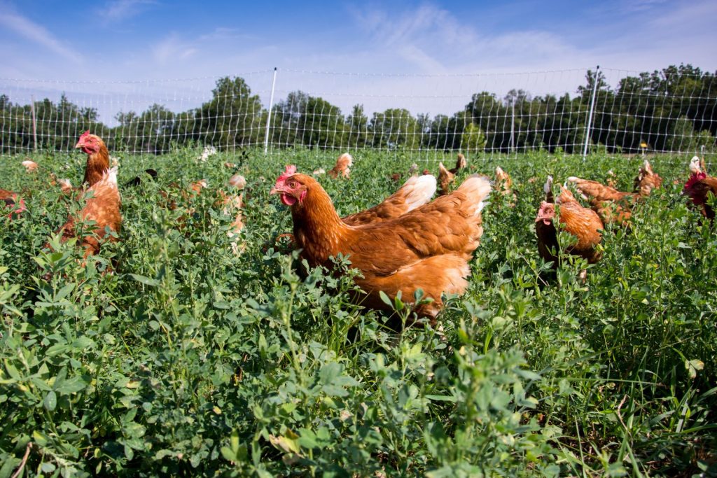A group of red star (sex link) hens out in the field, with an electrical fence to keep them safe