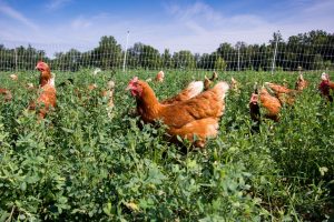 Sex Link Chickens: The Perfect Choice for Reliable Egg Layers