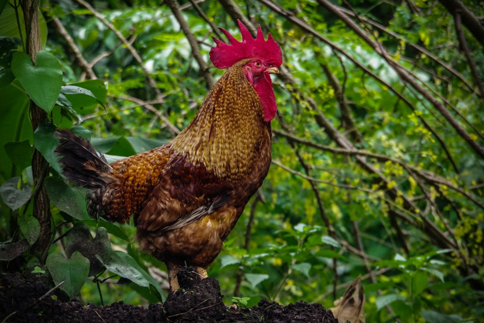 A rooster in a tree, illustrating the article about the origin of chickens