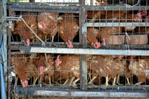 How Much Space Do Chickens Need? A Guide to Coop Size and Run Dimensions