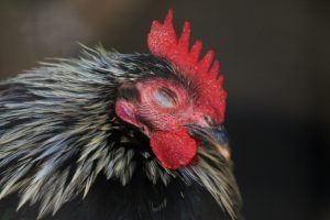 How and How Much Do Chickens Sleep?