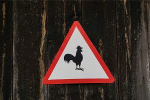 What’s legal where you live? A primer on backyard chicken laws